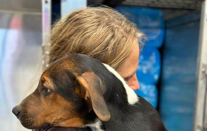 Dog who is being held by a person with his head over the person's shoulder
