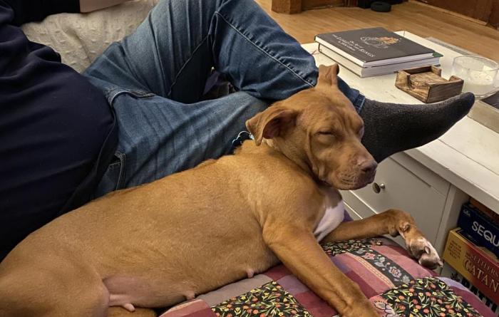 Rani Rose the dog lying next to a person on a couch