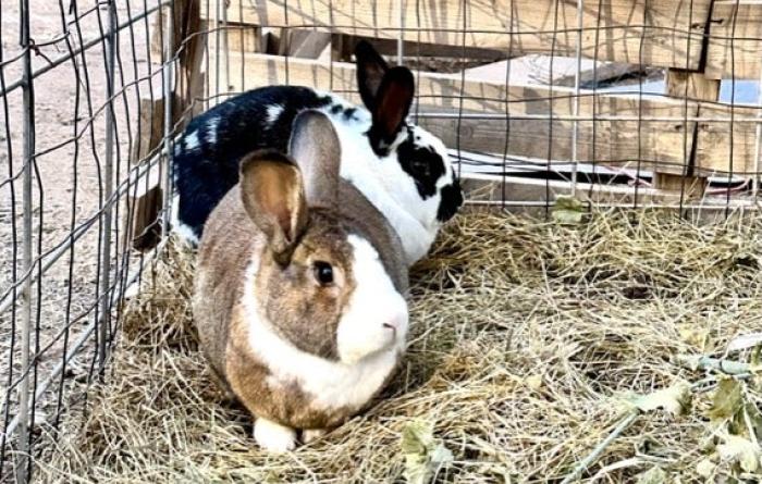 Basil and Denali the rabbits in a pen at their new home