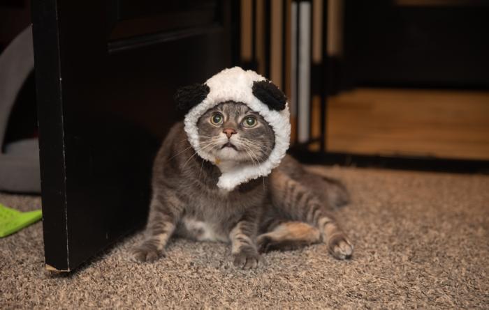 Battleship the cat wearing a pandahat
