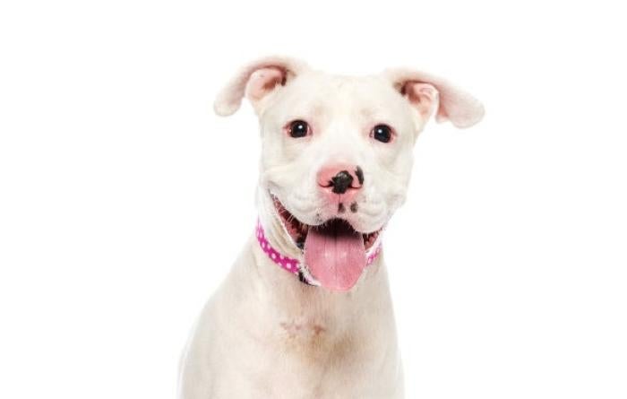 Belle, a white pit bull type dog, smiling with tongue out