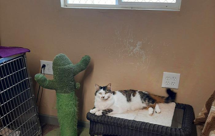 A cat lying on a bed in the Benson Animal Shelter shed, next to a cactus shaped cat tree