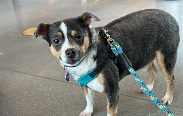 Benton the dog on a leash