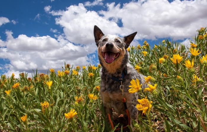 Happy dog in a field of bright yellow flowers in front of a blue sky