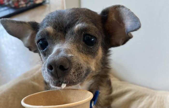 Berry the dog enjoying a pup cup