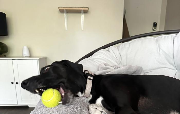Bert the dog with a tennis ball in his mouth