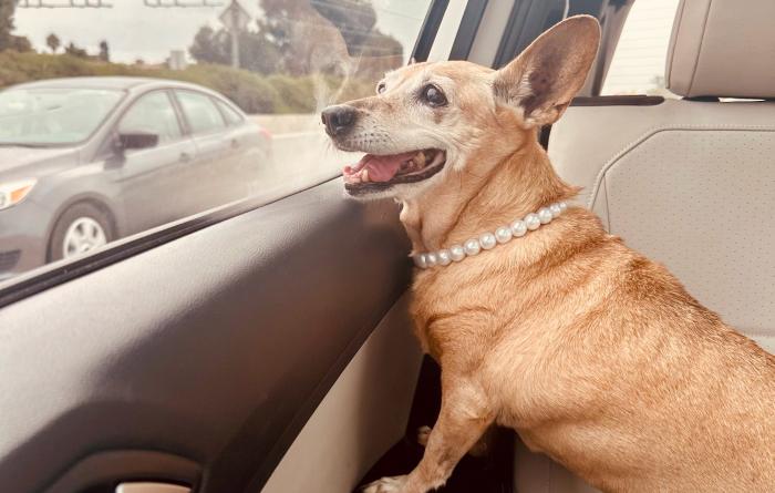 Betty the dog wearing her pearls and looking out a vehicle window