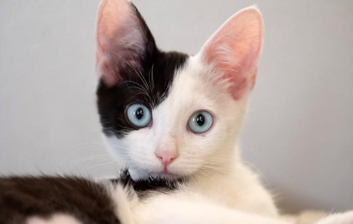Black and white kitten with blue eyes