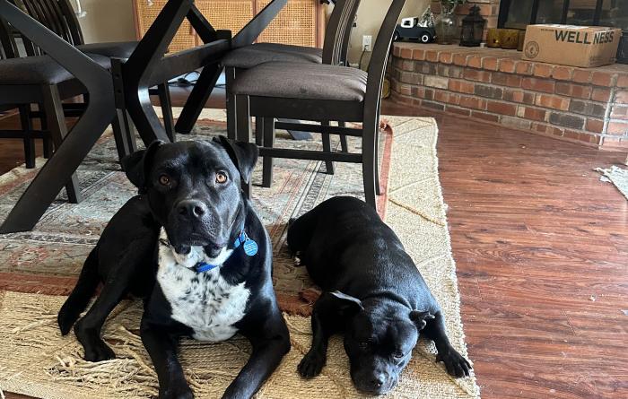 Big Hoss and another smaller dog lying on a carpet beside a table and chairs in a home