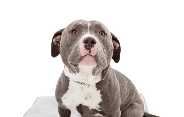 Bear the gray and white dog sitting on a cushion with a white background