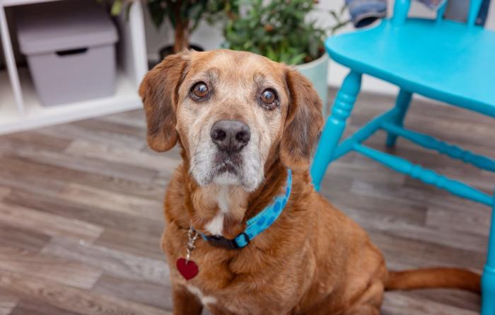 Senior brown dog in front of a blue chair