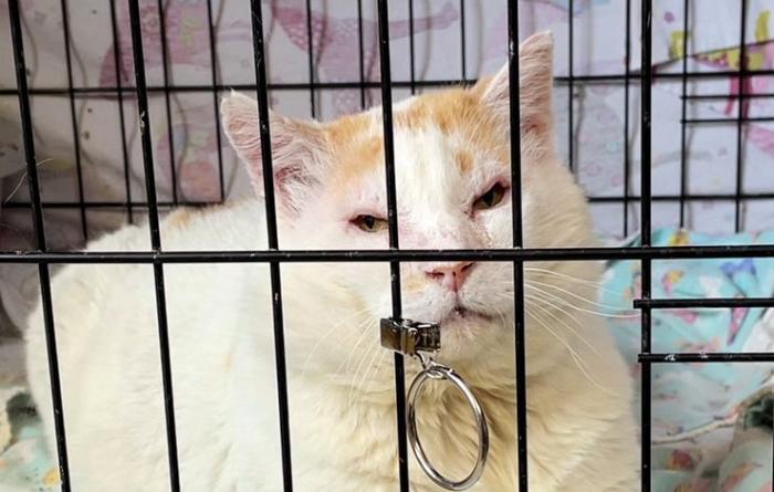 Bongo the cat in a wire kennel after surgery