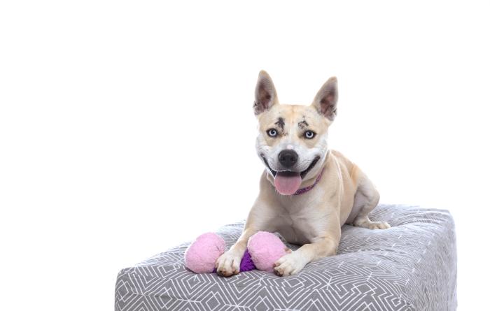 Bonny the dog lying on a gray pillow with a plush toy under one paw