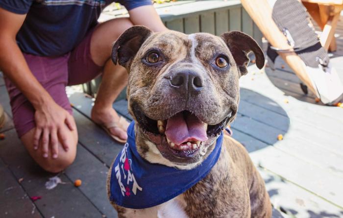 Smiling brindle pit bull type dog with a person squatting behind him
