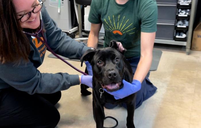 Two people holding Boone the dog as part of a veterinary exam