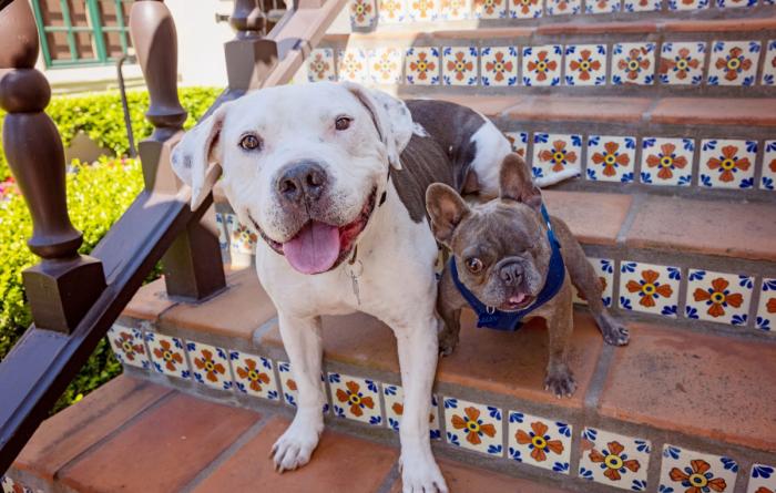 Brew and Julien the dogs sitting next to each other on some stairs decorated with tiles