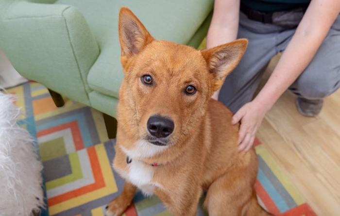 Brown dog in a home with a person's hands on her back