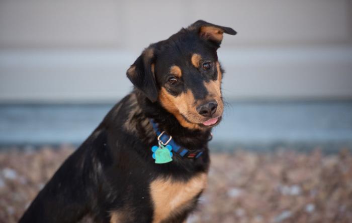 Brown and black dog with tilted head