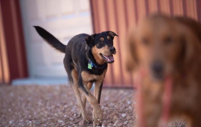 Brook the dog outside with another dog