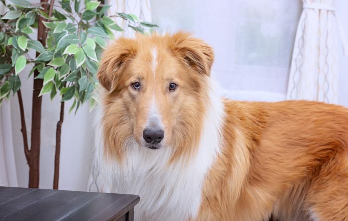The face of Friday the collie in front of an artificial plant