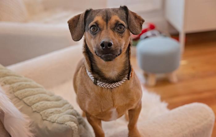 Small brown dog on a chair