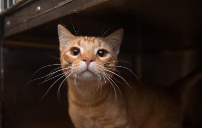 Orange tabby cat in a kennel
