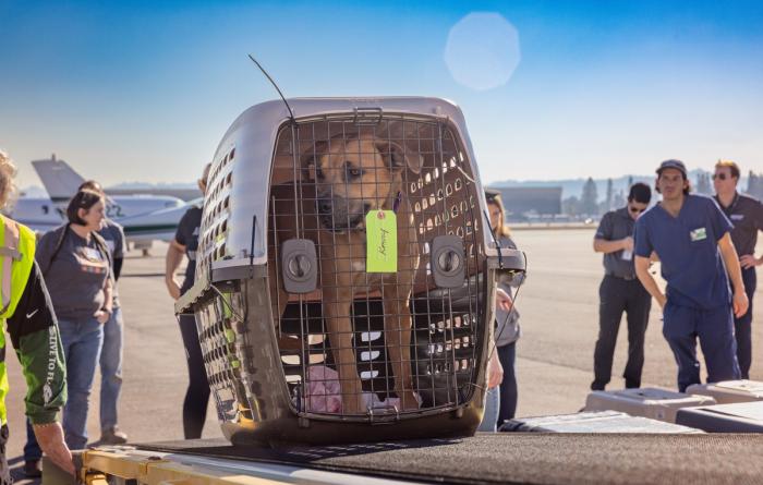 Dog in a carrier as part of the flight transport during the Los Angeles wildfires