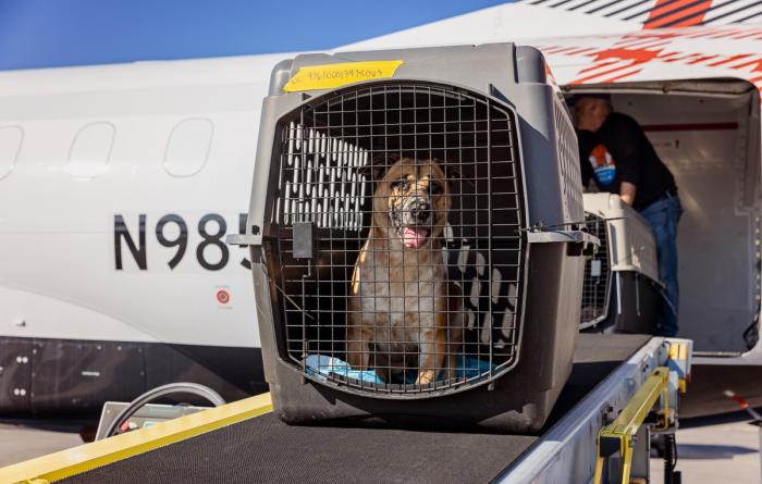 Dog in a carrier coming out of the Los Angeles wildfires transport flight