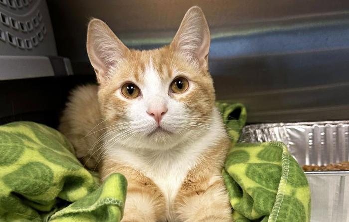 Butters the cat on a green blanket in a crate