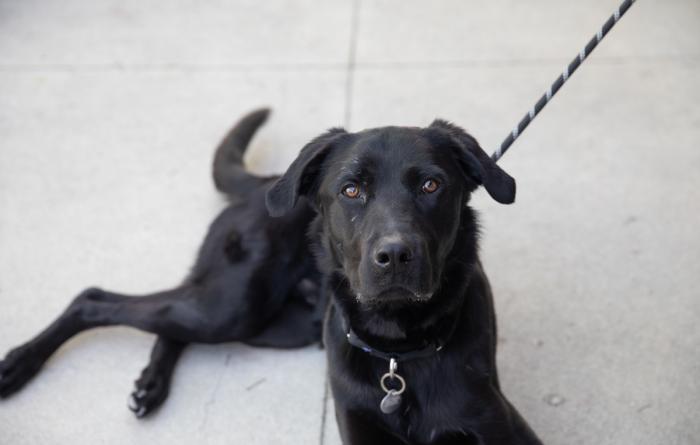 Black Labrador-type dog on a leash
