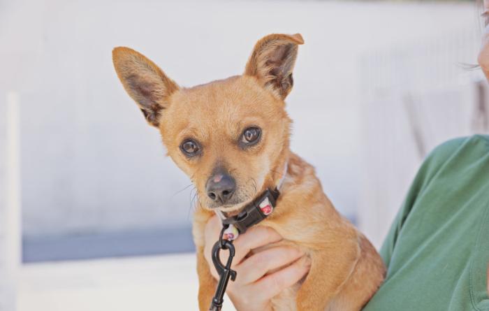 Person holding a small brown dog