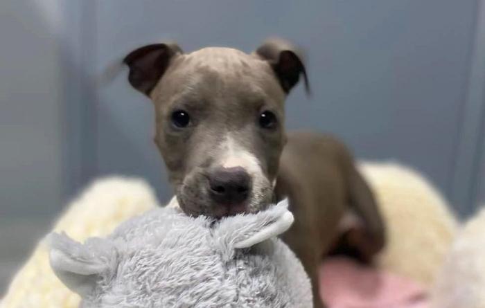 Gray and white pit bull type puppy with a toy in his mouth lying on a bed