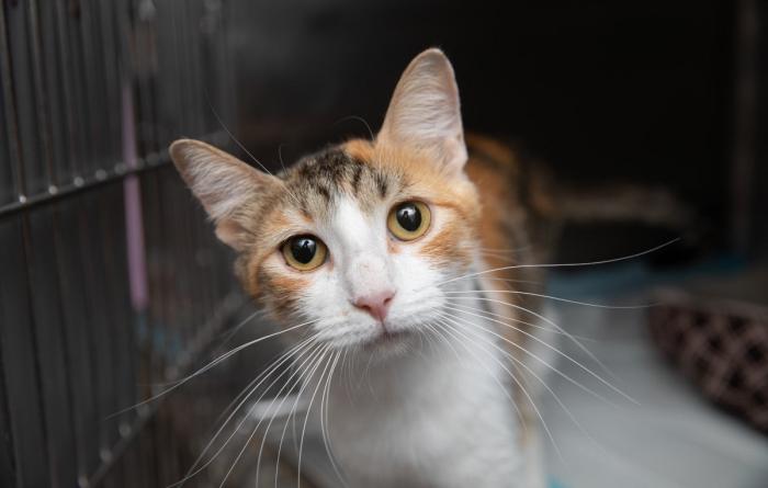 Calico cat in a kennel