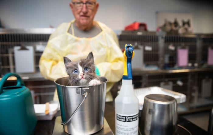 Small kitten in a metal bucket with a person wearing a protective gown behind him