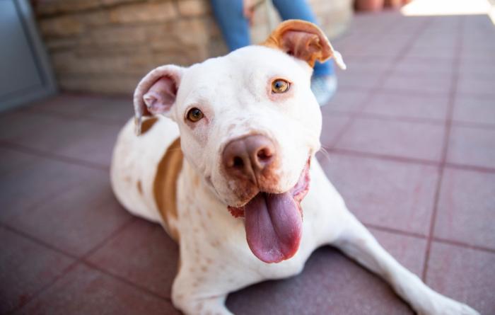 Happy white and brown pit-bull-type dog whose tongue is out