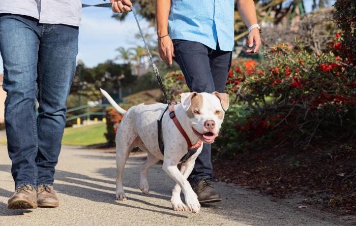 Two people outside walking a pit bull type dog