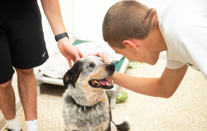 Person bending down to pet a happy dog