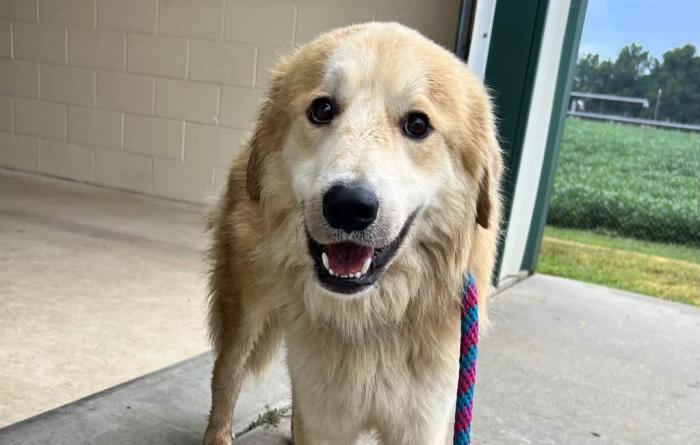 Caesar the dog with his mouth open in a smile