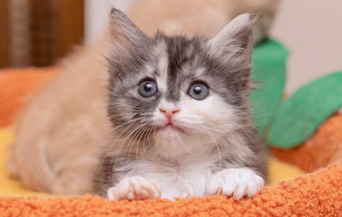 Dilute calico kitten in an orange bed