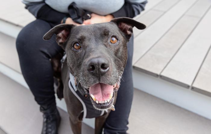 Black and white senior pit-bull-type dog with mouth open smiling, between the legs of a person who is sitting on some stairs