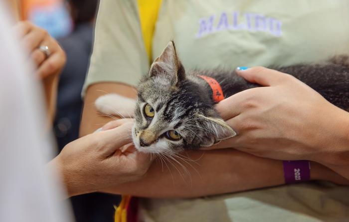 Tabby and white kitten being held by a person