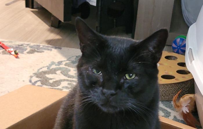 Binx the cat sitting in a box