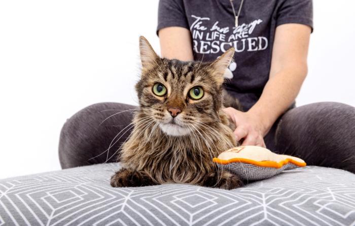 Senior longhair tabby at lying on a cushion with a person behind him