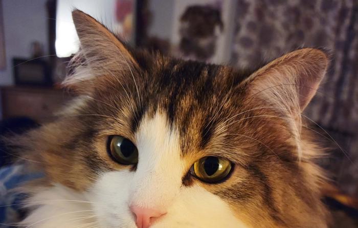 Close-up of Dolly Parton the cat