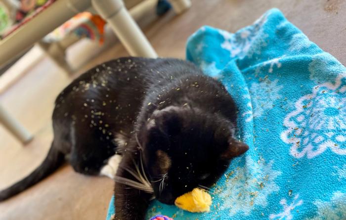 Petey the cat lying on a blanket with a couple toys