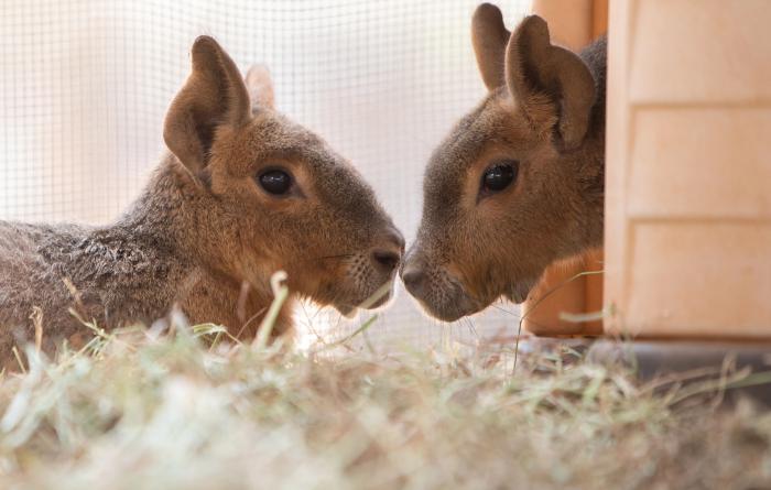Two cavies, nose-to-nose