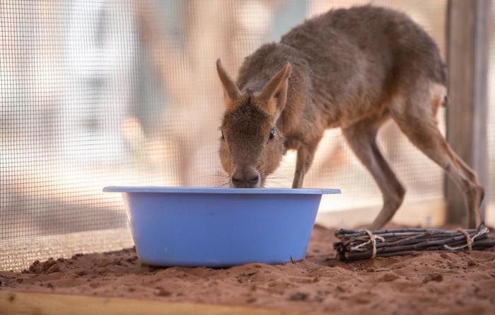 Cavy looking into a blue water or food bowl
