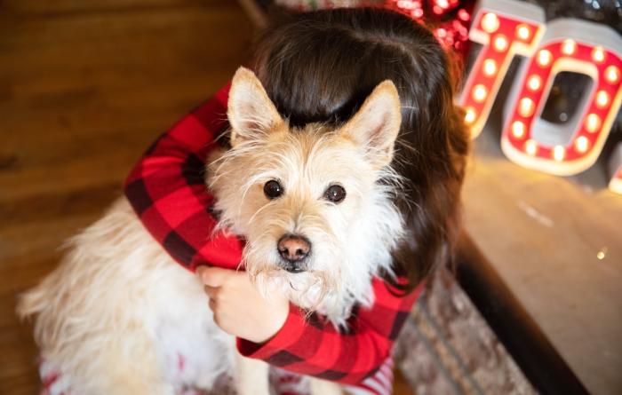 Person hugging a dog