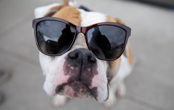 Dog wearing sunglasses
