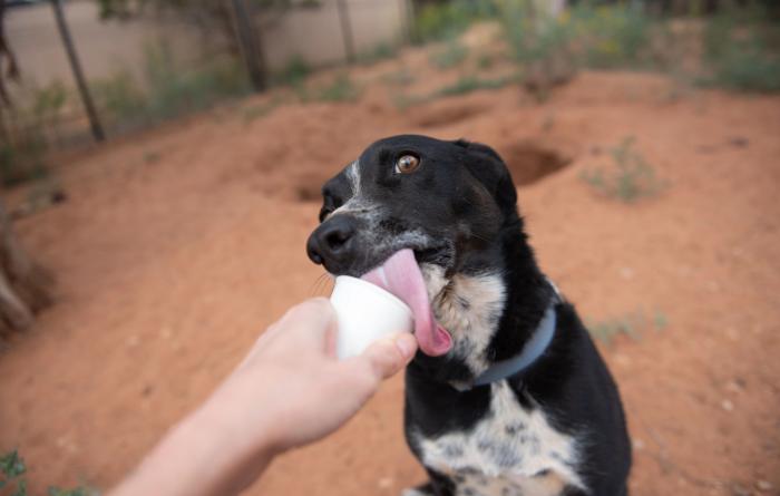 Black and white dog tasting a Frosty Paws from a white cup being held by a person's hand